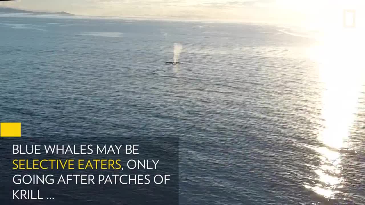 See Blue Whales Lunge For Dinner in Beautiful Drone Footage