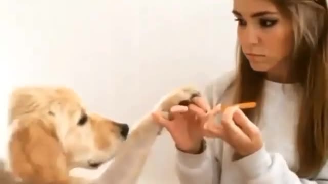 Dog's Funny short video