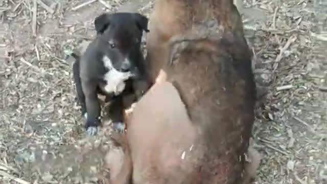 Dog funny video 😭😭 miss you 🐕🐕🐕🐕