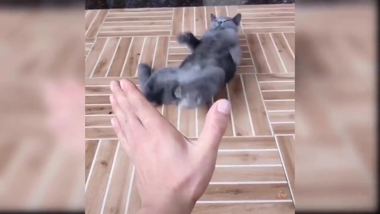 Funny Cat Videos Try Not To Laugh
