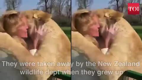 Lion cubs hugging their caretakers