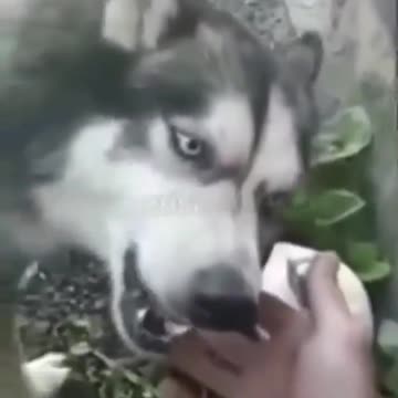 Angry dog nervous