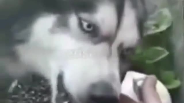 Angry dog nervous