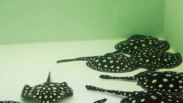 mushroom fish