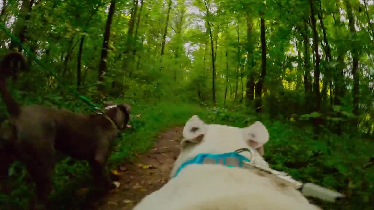 flea films a dog with his camera