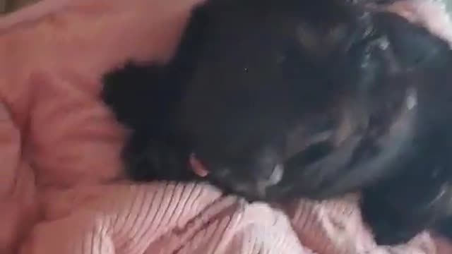 Lovely puppy wags its tail