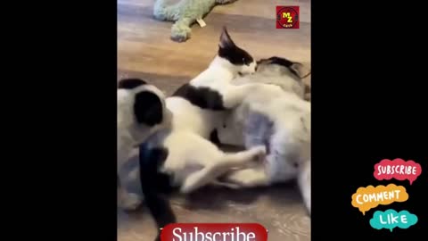 SanThe end 😂😂#wee #animal #cat #cats #dog #dogs #pets #animals #pet #funny #viral #shorts #