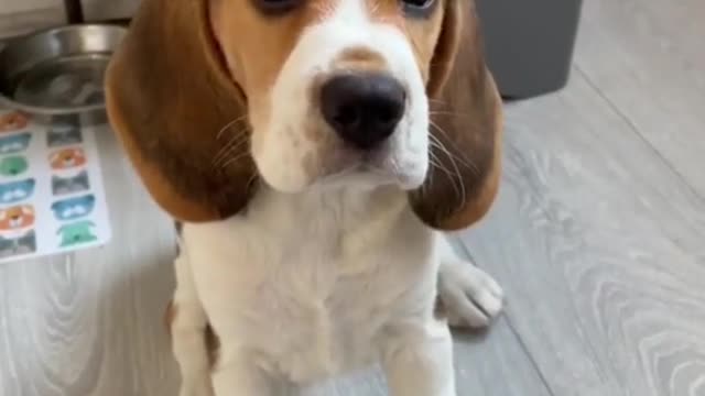 Cute and Sweet Dog Lovers