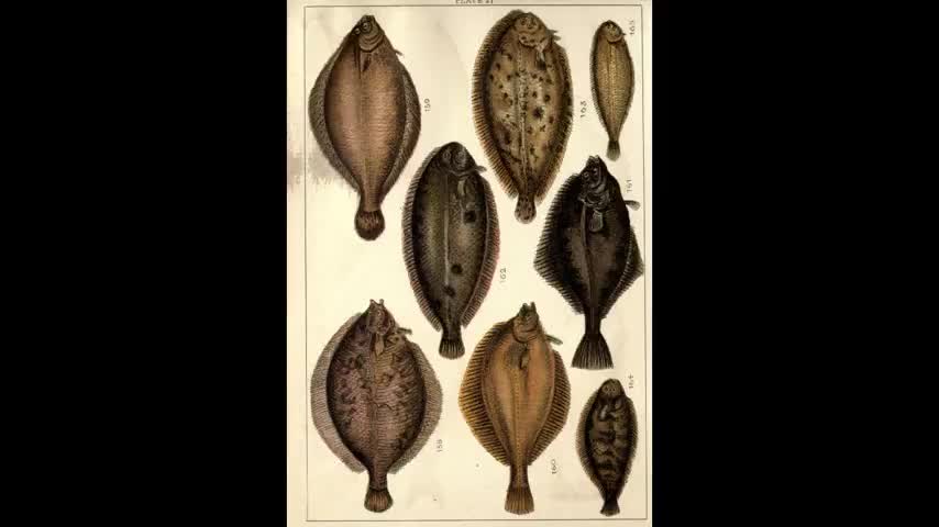 Bitchute Exclusive Video 14 Flatfish Aquaculture History