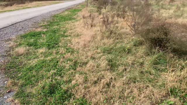 Reactions From People and Dogs While Walking Wolf Dog in park