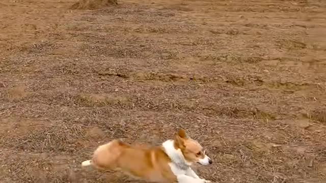 Puppy's love is always loyal