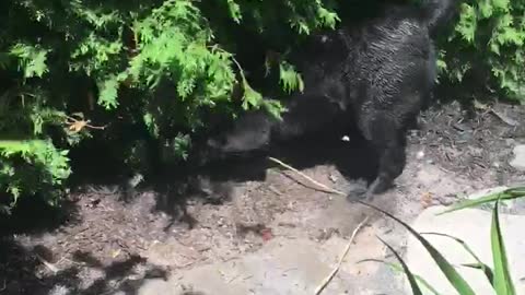 Black dog red collar buries head in dirt under bush