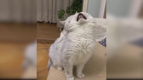 Baby Cats- Cute and Funny cat Video Compilation. #3