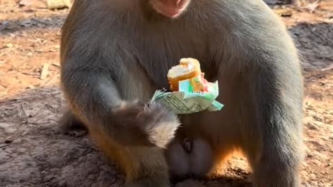 Funny Cute monkey
