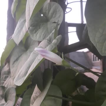 Morning Glory's first flower