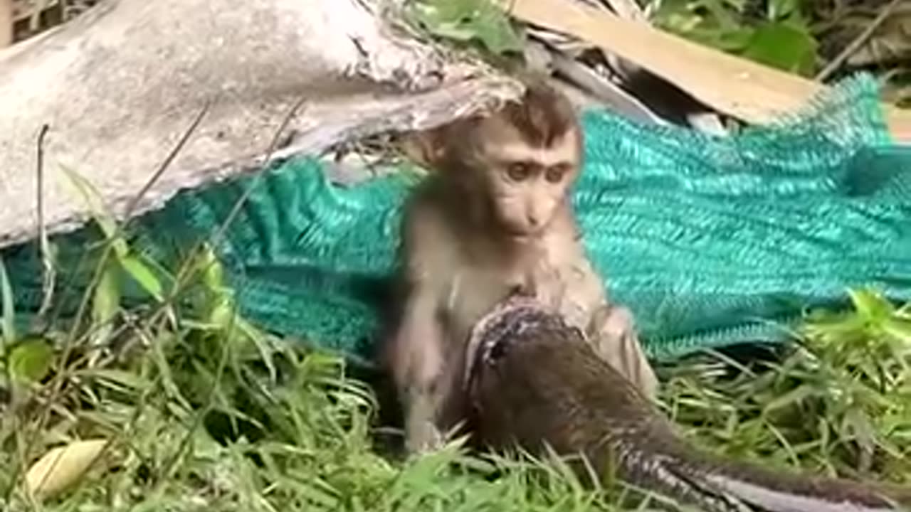 Monkey vs fish