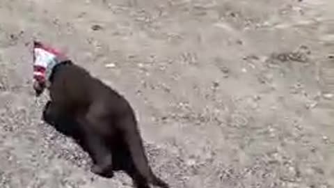 look where this cat got into