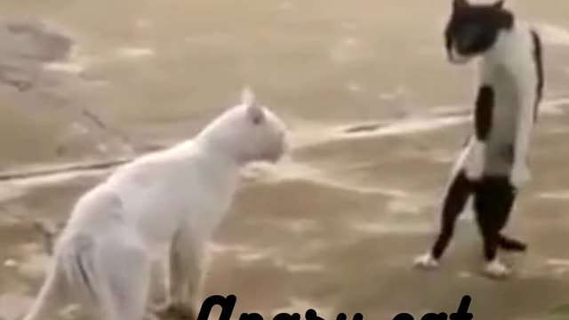 Best of the funny angry cats #03