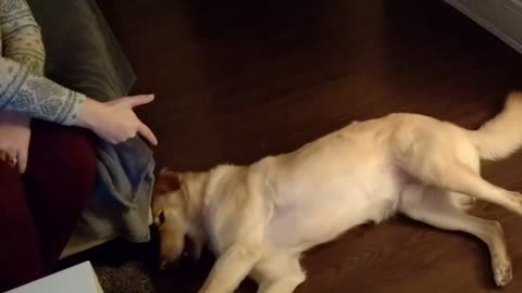 dog barking sounds