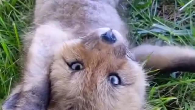 Cute little fox