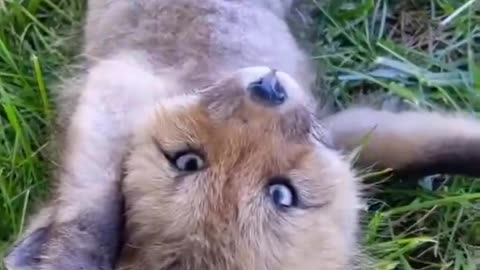 Cute little fox