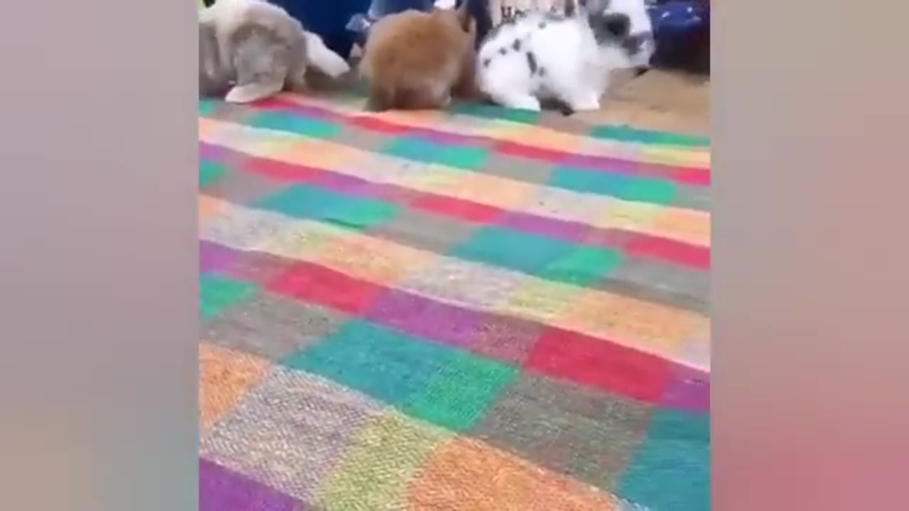 Funny videos of little bunnies 🐇 cute bunnies