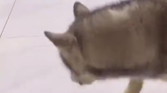 Cute and Funny Animals Videos 😹 🐶 Compilation