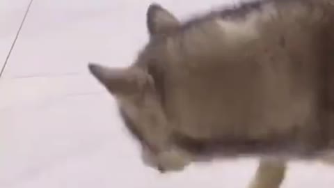 Cute and Funny Animals Videos 😹 🐶 Compilation