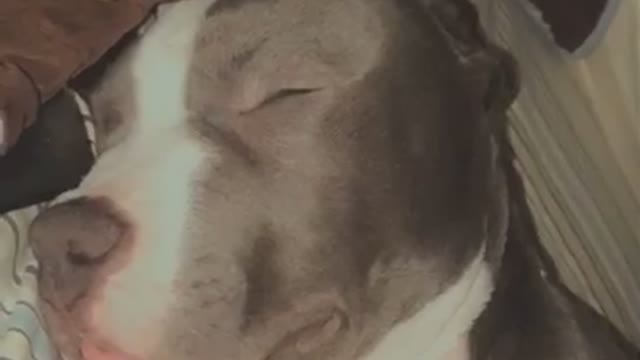 Pit Bull snore too funny & lovely