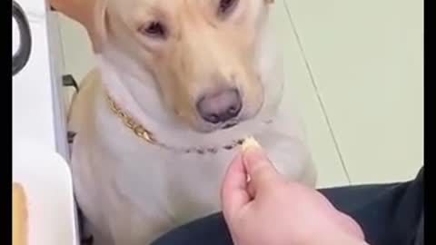 Funny dog video