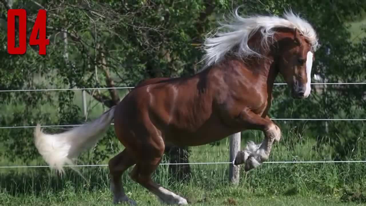 A dream to live and see! The most beautiful horses in the world