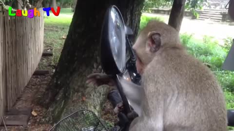 funny animals
