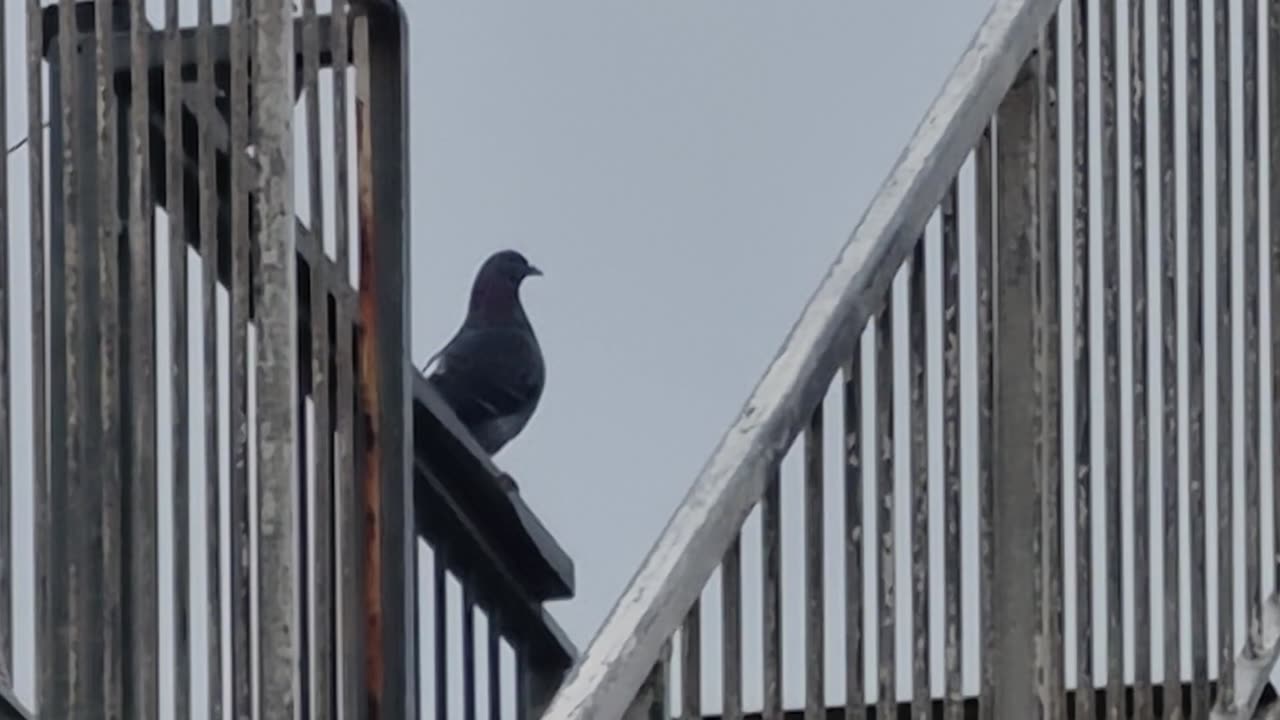 Pigeon on a fence in Great Britain.