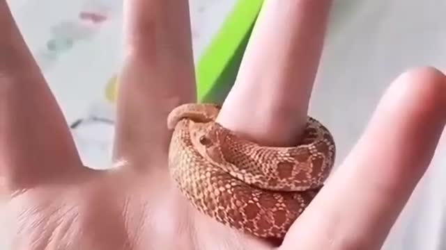 World smallest Snake roll finger small snakes Snake play with hand | itz king maker