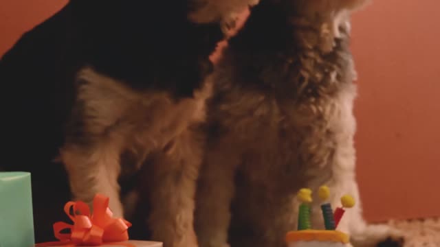 dog-wearing-part-hats-