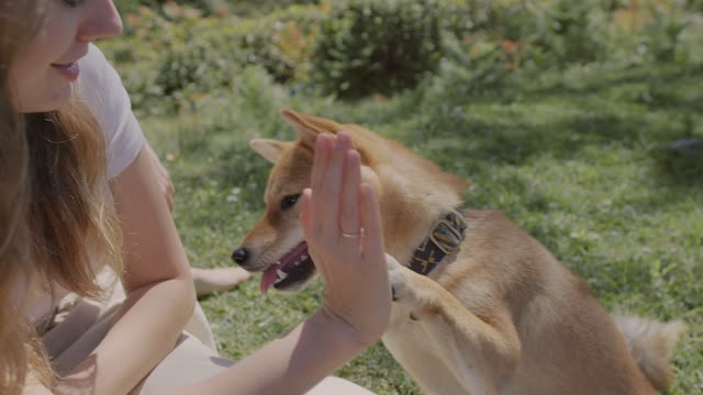 Dog Doing High Five