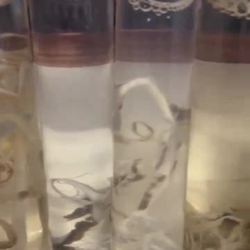 Each one represents a person murdered by the State