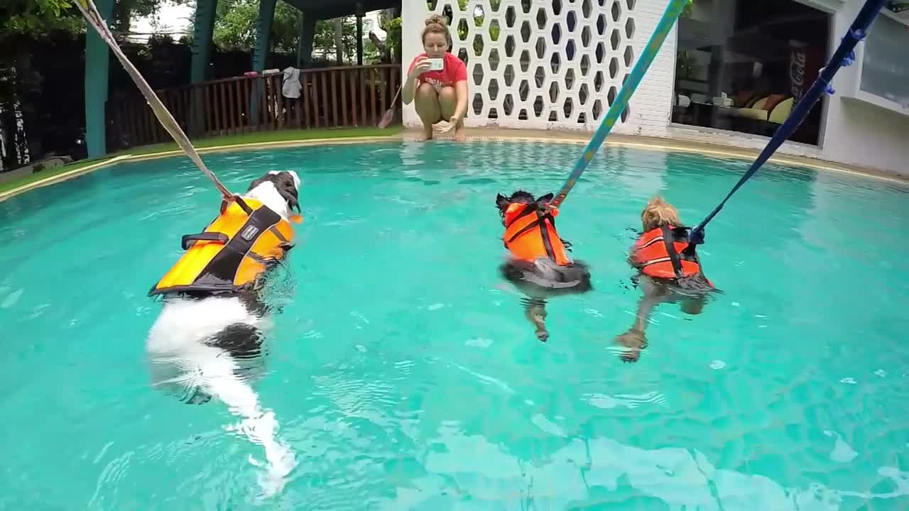 Group of Cute Dogs Training In Swimming Pool