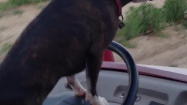 Boston Terrier drives Kawasaki