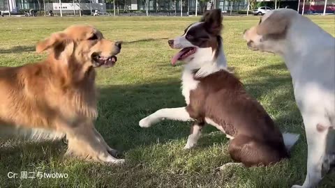 Funny Dogs