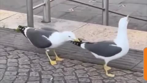 Sea Birds Just Want to Have Fun: Hilarious Sea Bird Tease another & Laughs out Loudly!