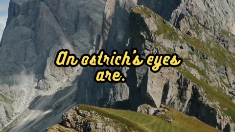 Animal Facts Ostrich Eyes #shorts