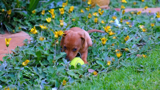 Baby Dogs Cute and funny dog