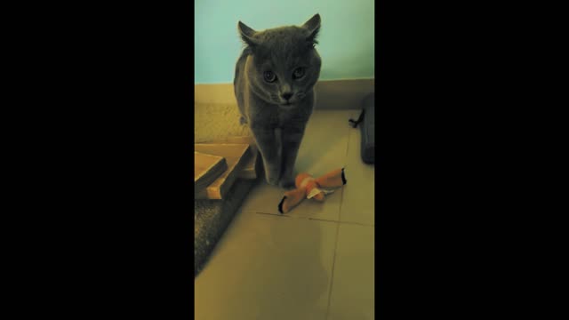 best cat funny video