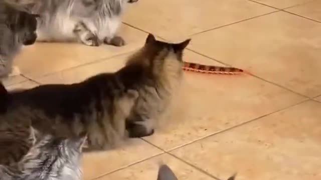 The cat is scared by the toy