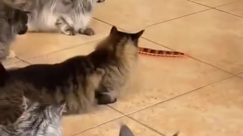 The cat is scared by the toy