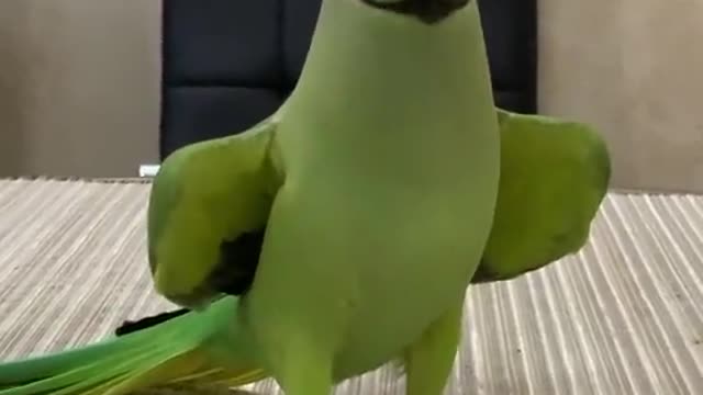 talking parrot part 1