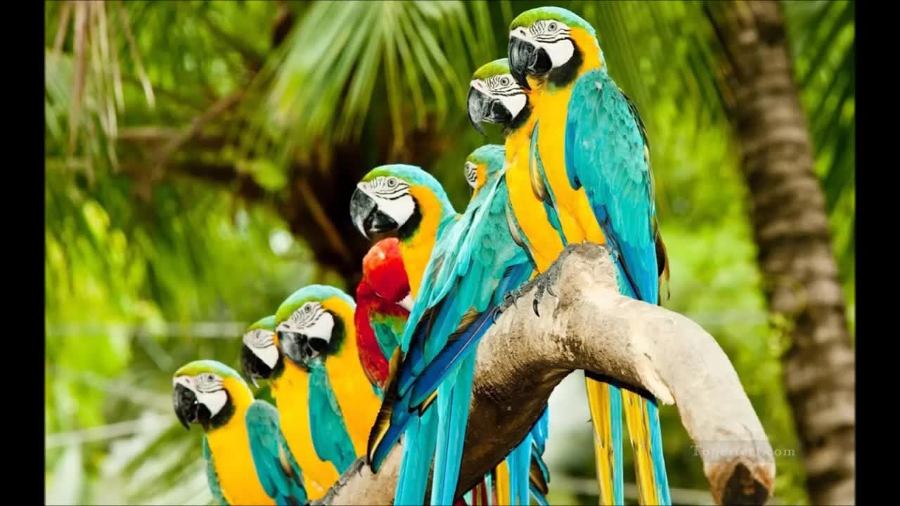 natural bird ringtone Perot ringtones