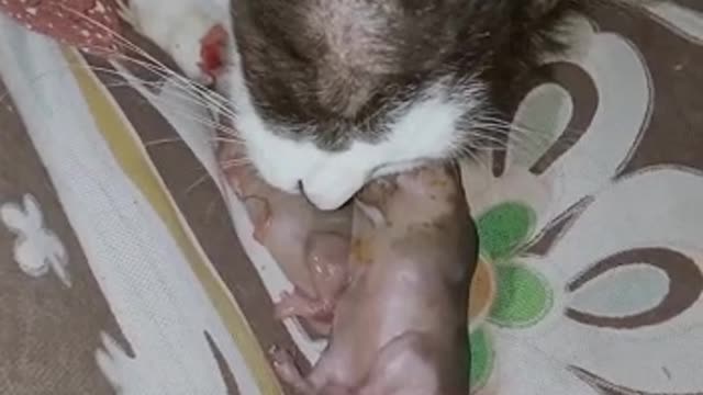 Oh My Good Mother cat miscarried rating her own baby