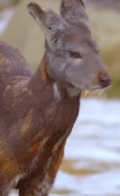 Siberian Musk Deer AKA Vampire Deer 😱